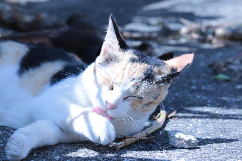 湯島猫紀行 28