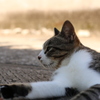 湯島猫紀行 37