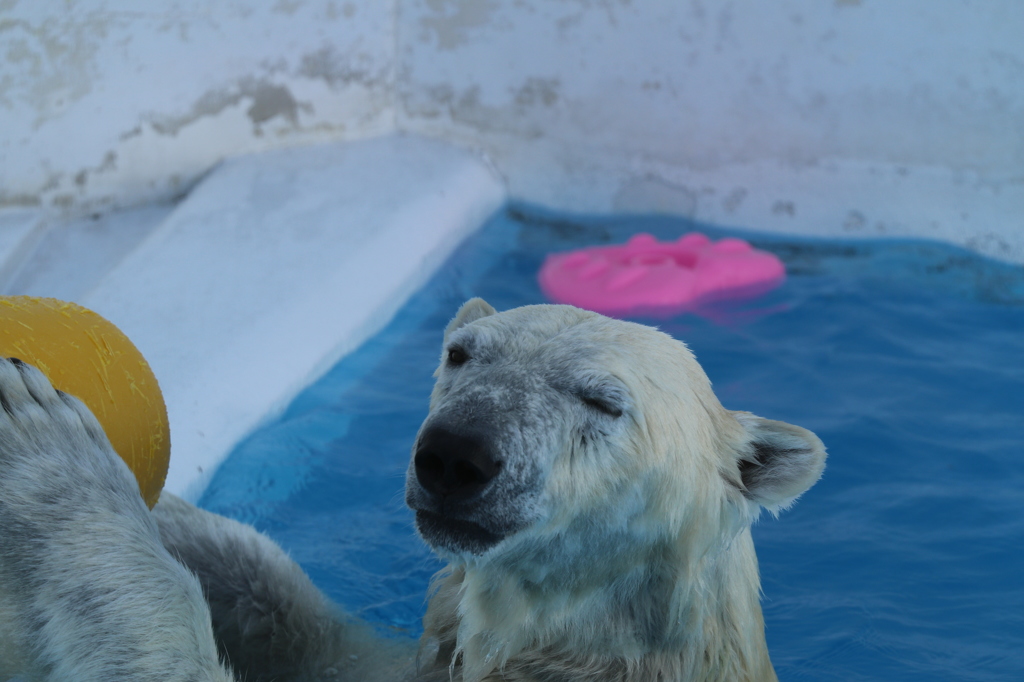 水辺でウインク - 熊本市動植物園の仲間たち 8