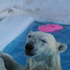 水辺でウインク - 熊本市動植物園の仲間たち 8