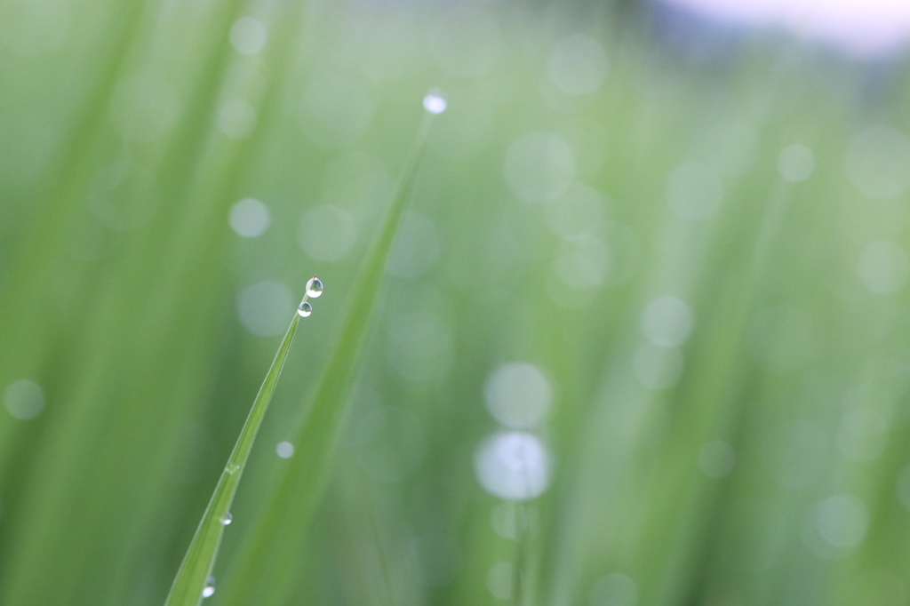 朝露 3