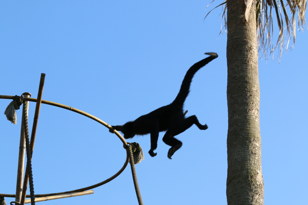 キャッチ！- 熊本市動植物園の仲間たち 30