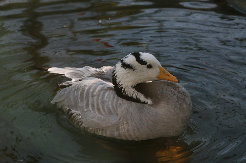 すーい、スイっと！ - 熊本市動植物園の仲間たち 19