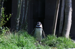 ペンギン - 熊本市動植物園の仲間たち 15