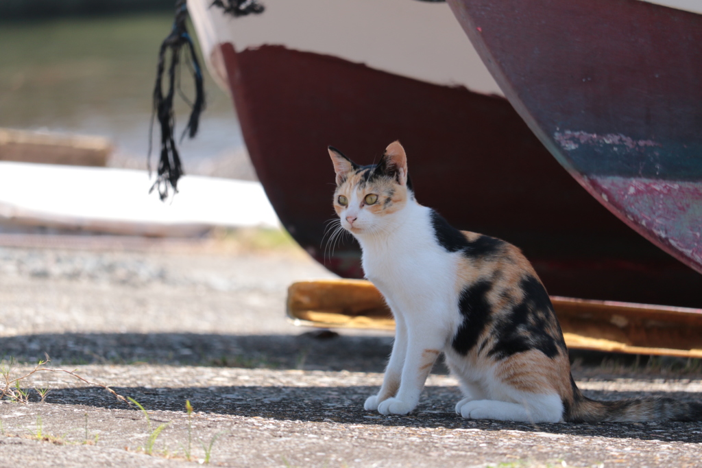 湯島猫紀行 32