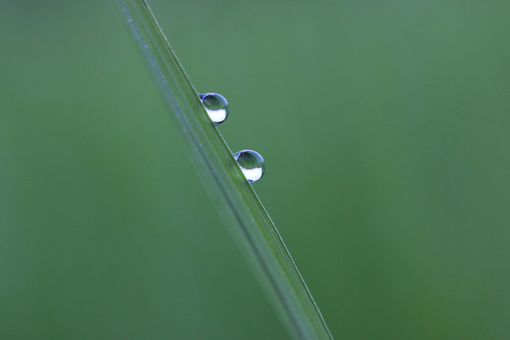 朝露 4