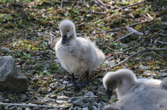 みんなでちょっと休憩 - 熊本市動植物園の仲間たち 23