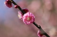 梅・開花！ ～ 春は近い ～ 23