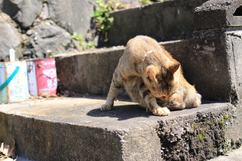 湯島猫紀行 14 - じゃあ、お言葉に甘えて