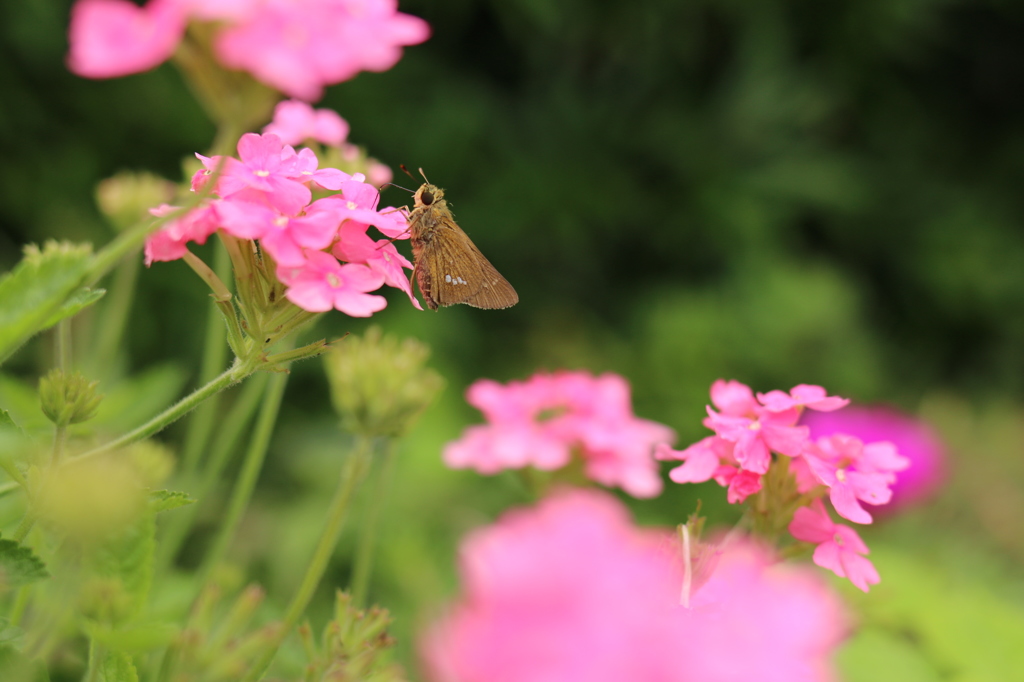 (花の名前が分かりません) 5