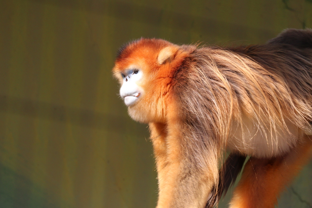 金糸猴 (キンシコウ) - 熊本市動植物園の仲間たち 28