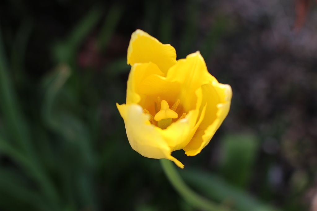 春の花々 3