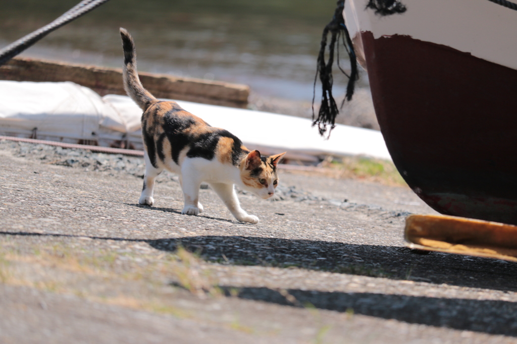 湯島猫紀行 31