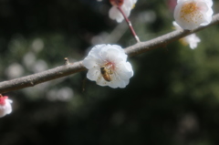 梅・開花！ ～ 春は近い ～ 20