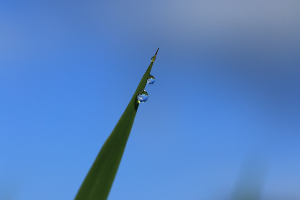朝露 13