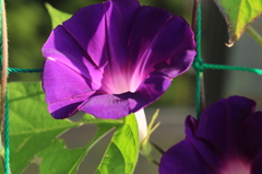 朝顔 3