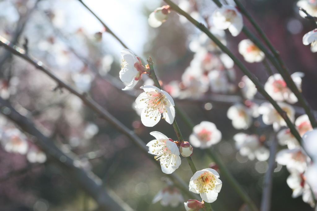 春の太陽に照らされて ～ 春は近い ～ 36