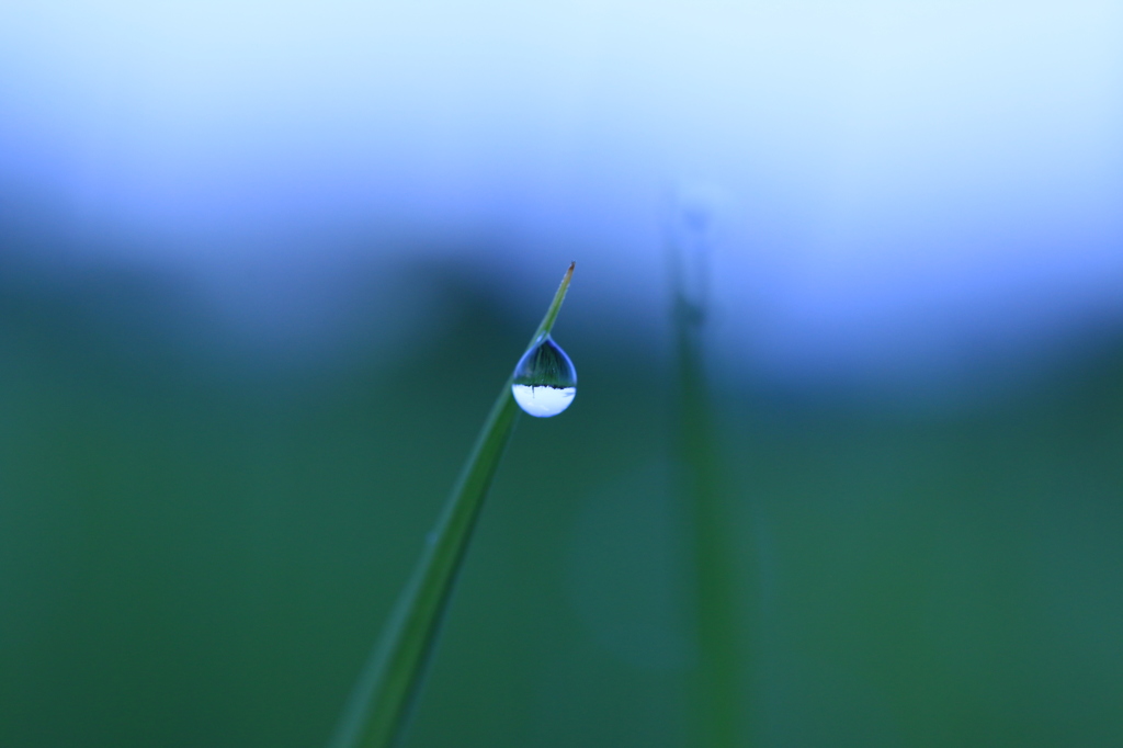 朝露 7