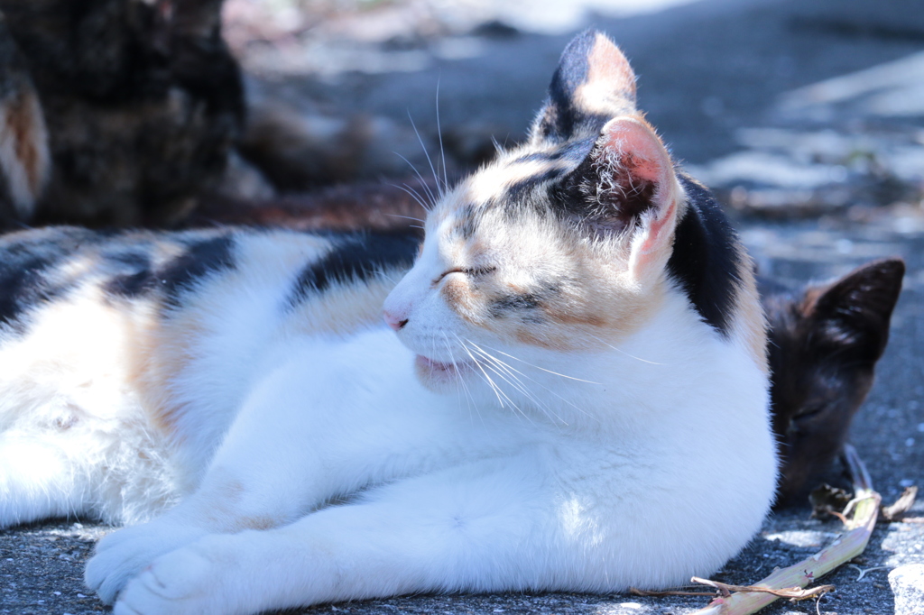 湯島猫紀行 27