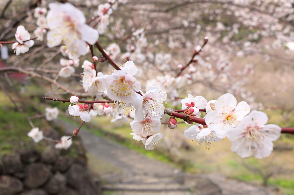 梅・開花！ ～ 春は近い ～ 12