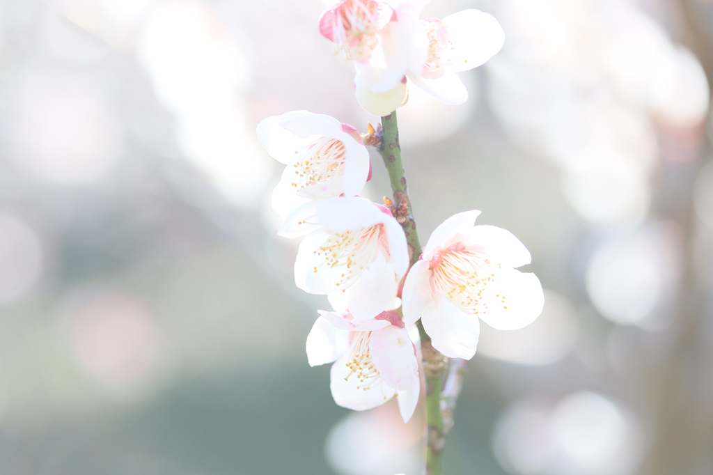 春の太陽に照らされて ～ 春は近い ～ 35