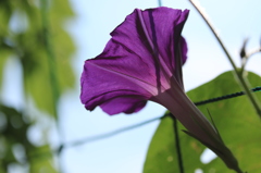 朝顔 4