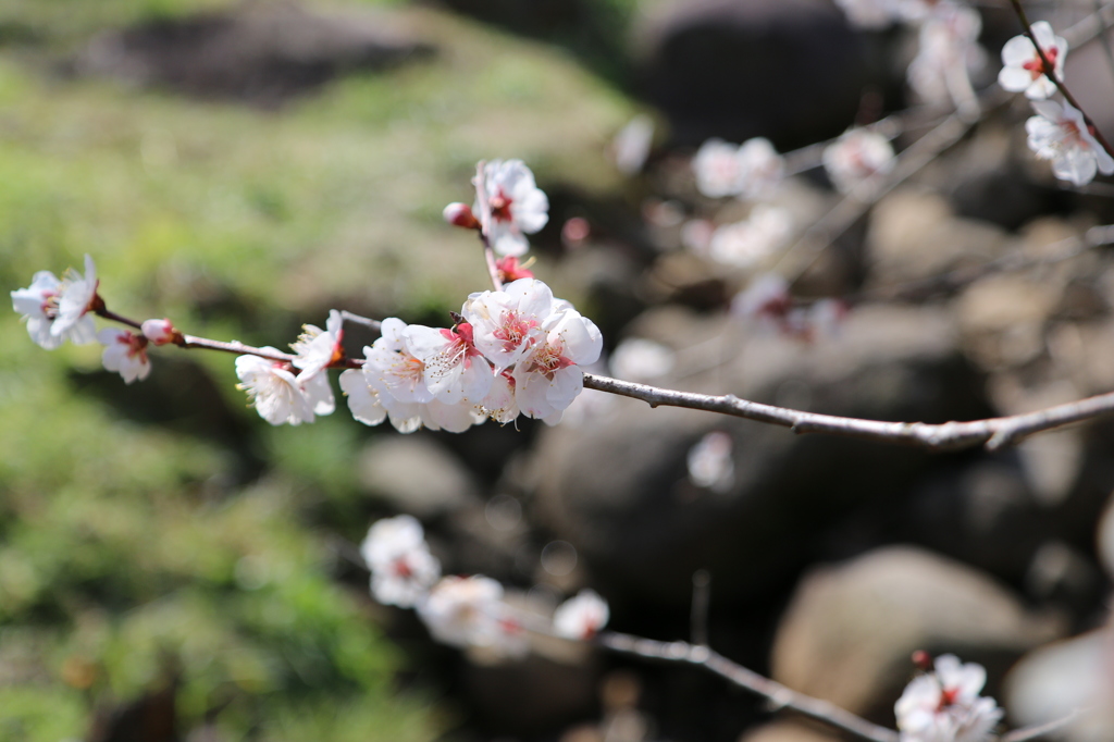 梅・開花！ ～ 春は近い ～ 32