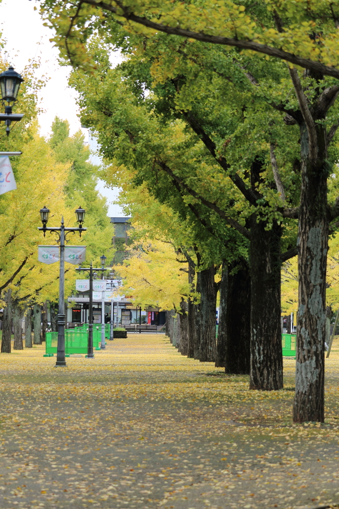 熊本県庁プロムナードの秋 3
