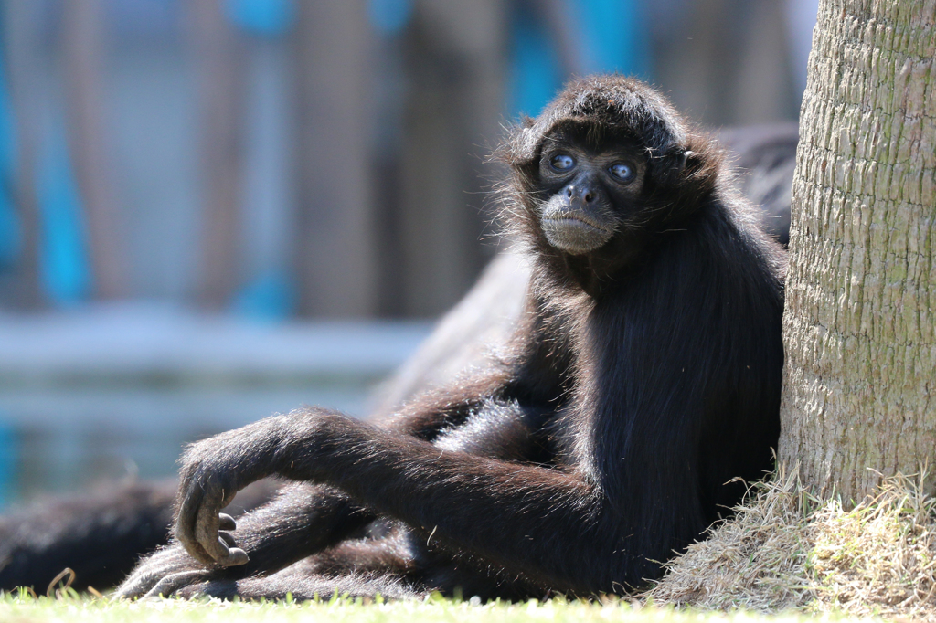 クロクモザル - 熊本市動植物園の仲間たち 1