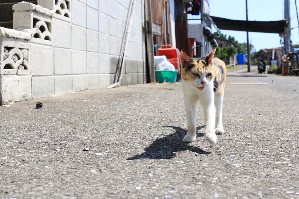 湯島猫紀行 15