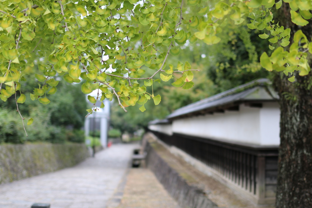 旧細川刑部邸の秋 1