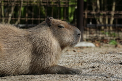 カピバラさんアップ - 熊本市動植物園の仲間たち 18