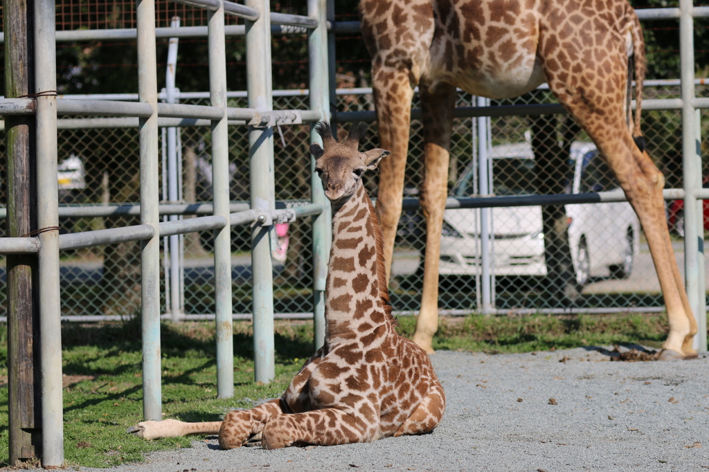 麒麟の親子 - 熊本市動植物園の仲間たち 24