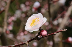 梅・開花！ ～ 春は近い ～ 3