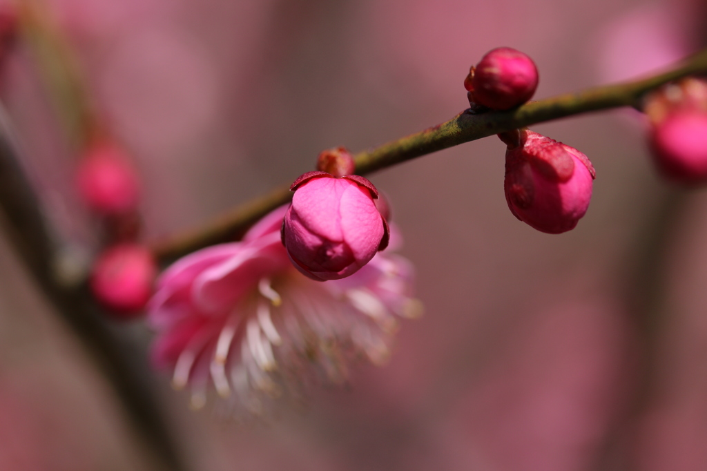 梅・開花！ ～ 春は近い ～ 19