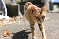 湯島猫紀行 14 - じゃあ、私はこれで。