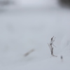 雪景色