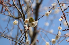 梅・開花！ ～ 春は近い ～ 27