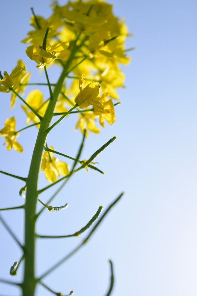 菜の花