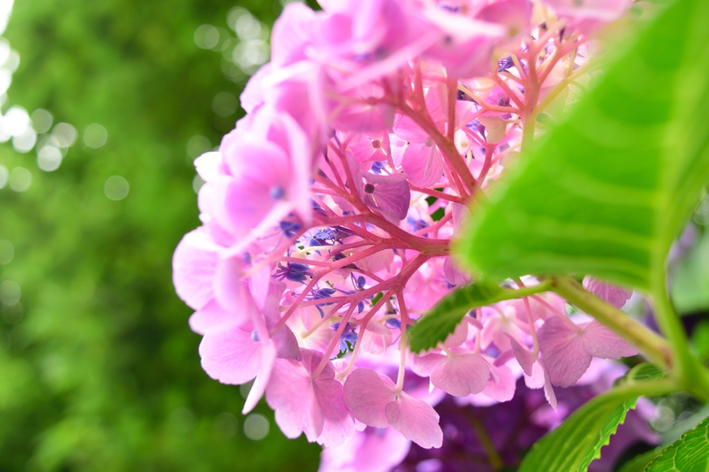 紫陽花のぼんぼり