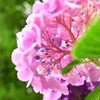 紫陽花のぼんぼり