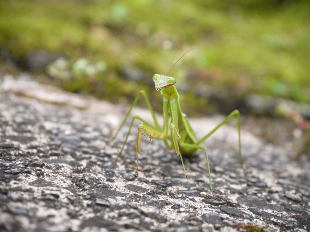 カマキリ