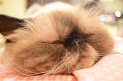 平たい顔