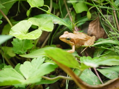 アカガエル