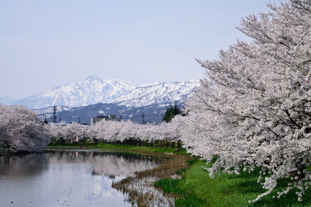 妙高山と桜