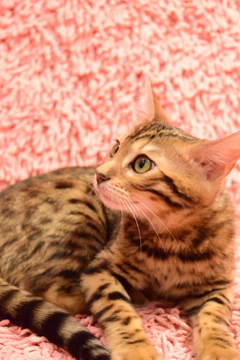 仔猫　ベンガル