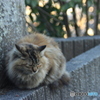 日向ぼっこ