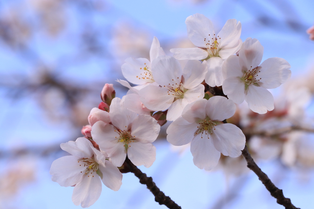 上野公園の桜（広島県　庄原市）