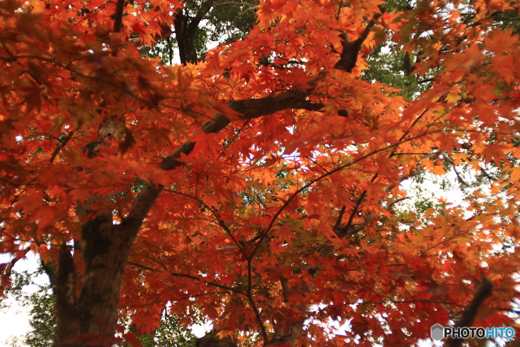 尾関山公園　紅葉狩り 7