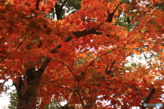 尾関山公園　紅葉狩り 7